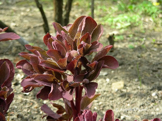 Paeonia x suffruticosa "Duchesse de Morny"  © Mag. Angelika Ficenc