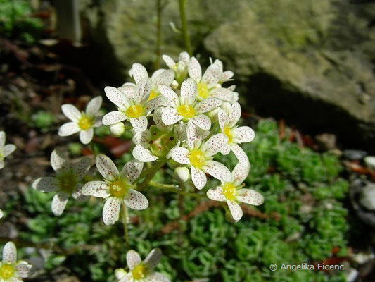 Saxifraga paniculata - Rispen Steinbrech  © Mag. Angelika Ficenc