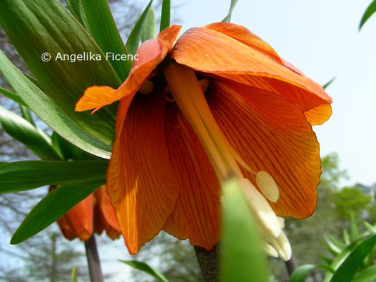 Fritillaria imperialis  © Mag. Angelika Ficenc