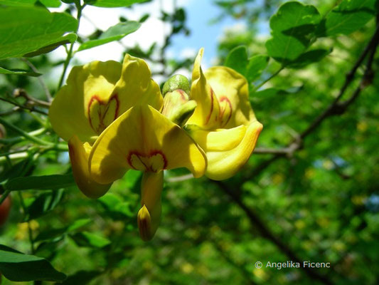 Colutea aborescens - Blasenstrauch   © Mag. Angelika Ficenc