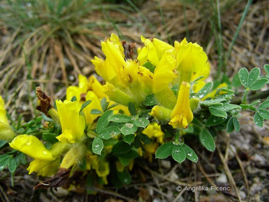 Genista germanica - Deutscher Ginster   © Mag. Angelika Ficenc