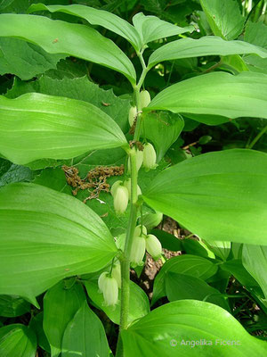 Polygonatum odoratum - Salomonsiegel, Blütenstand  © Mag. Angelika Ficenc