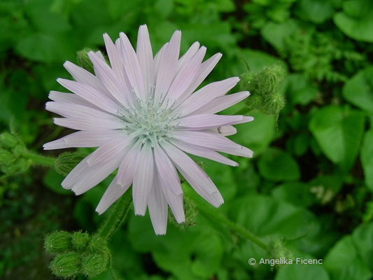 Cicerbita macrophyllum - Großblättriger Milchlattich, Blüte in Aufsciht  © Mag. Angelika Ficenc