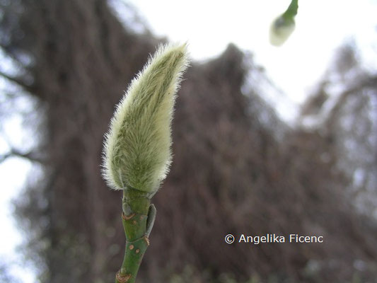 Magnolia salicifolia © Mag. Angelika Ficenc