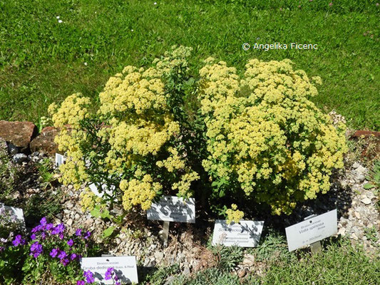 Alyssum markgrafii - Holziges Steinkraut   © Mag. Angelika Ficenc