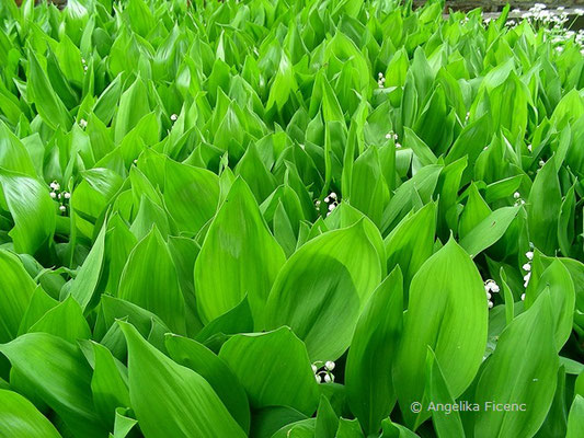 Convallaria majalis - Echt-Maiglöckchen    © Mag. Angelika Ficenc