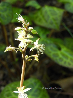 Beesia calthifolia, Blütenstand  © Mag. Angelika Ficenc