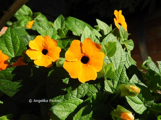 Thunbergia alata  © Mag. Angelika Ficenc