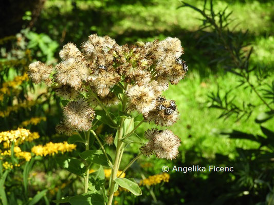 Solidago rigida subsp. humilis  © Mag. Angelika Ficenc