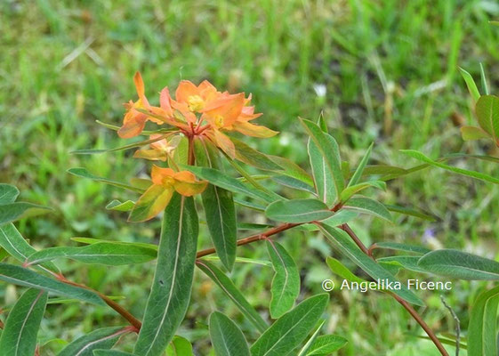 Euphorbia griffithii  © Mag. Angelika Ficenc