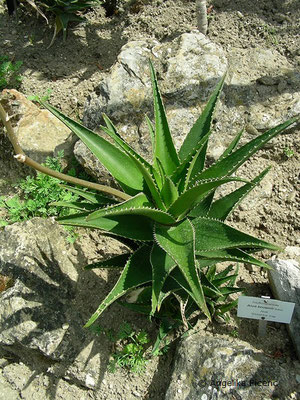 Aloe brownii -  Aloe,   © Mag. Angelika Ficenc