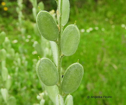 Fibigia triquetra - Schildkresse, © Mag. Angelika Ficenc