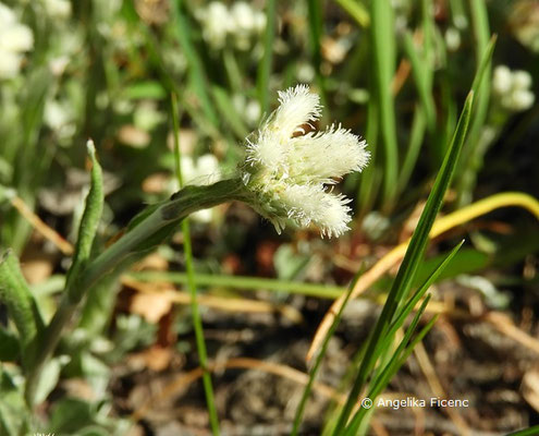 Antennaria plantaginifolia   © Mag. Angelika Ficenc