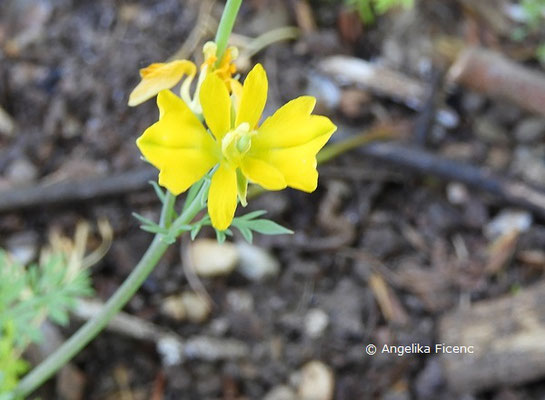 Hypecoum procumbens - Lappenblume © Mag. Angelika Ficenc