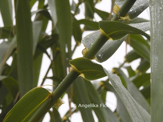 Arundo donax © Mag. Angelika Ficenc