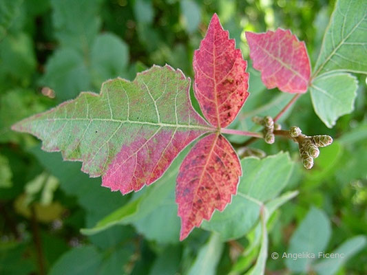 Rhus aromatica - Essigbaum , beginnende Herbstfärbung    © Mag. Angelika Ficenc