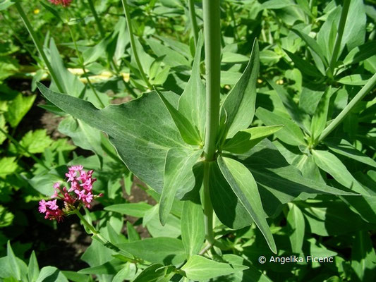 Kentranthus ruber - Spornblume  © Mag. Angelika Ficenc