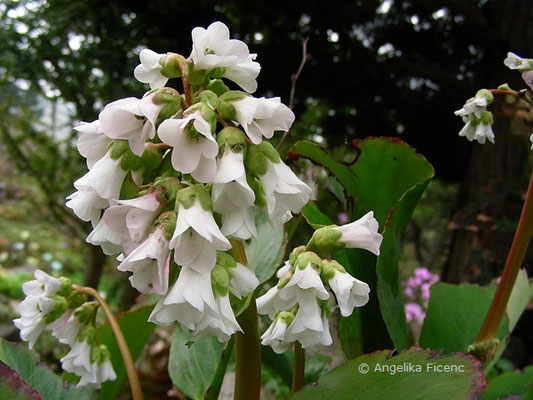 Bergenia stracheii - Bergenie  © Mag. Angelika Ficenc