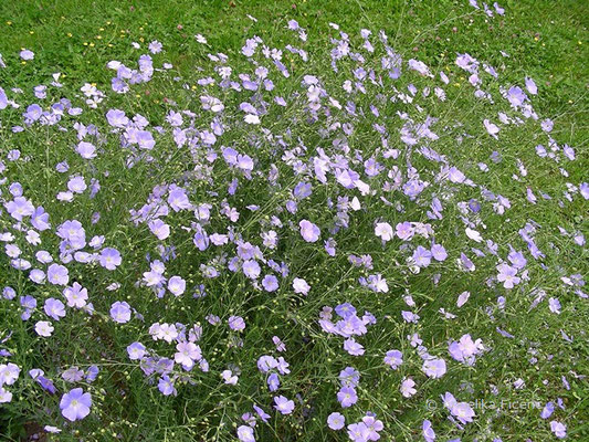 Linum perenne - Stauden Lein  © Mag. Angelika Ficenc