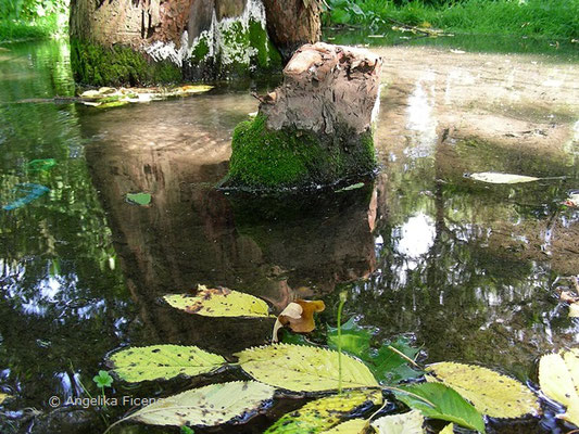 Taxodium distichum - Sumpfzypresse  © Mag. Angelika Ficenc