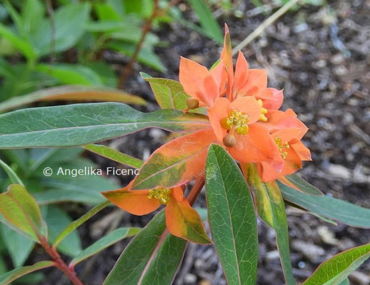 Euphorbia griffithii  © Mag. Angelika Ficenc