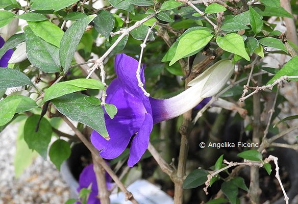 Thunbergia erecta  © Mag. Angelika Ficenc