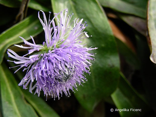 Globularia nudicaulis - Nacktstiel Kugelblume,   © Mag. Angelika Ficenc