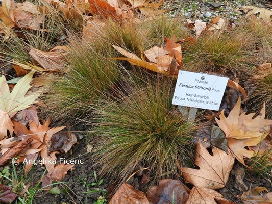 Festuca filiformis © Mag. Angelika Ficenc