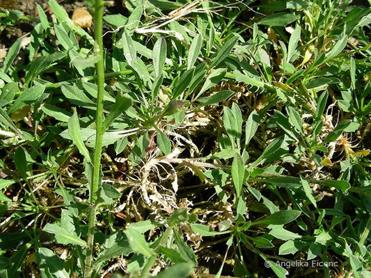 Erysium pulchellum - Hübscher Schöterich, © Mag. Angelika Ficenc