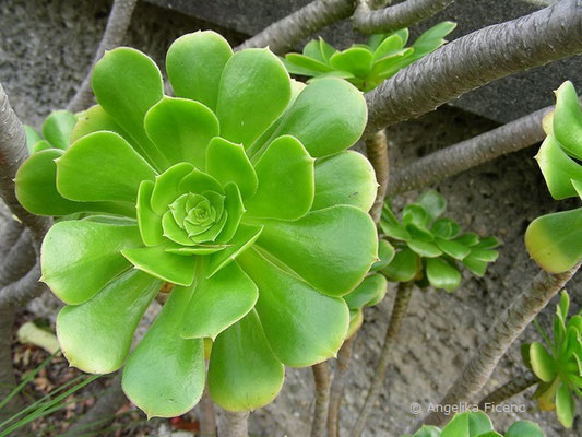 Aeonium arboreum, Blattrosette    © Mag. Angelika Ficenc