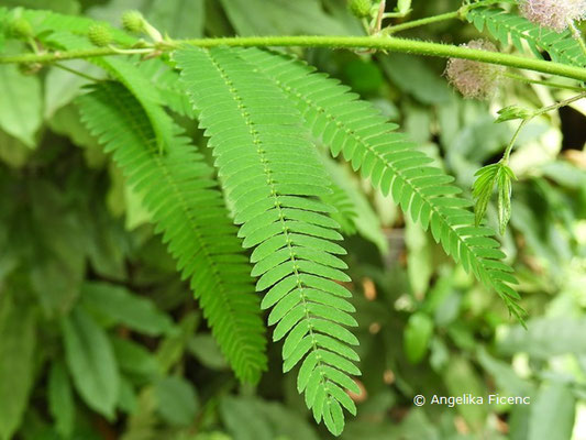 Mimosa polycarpa var. spegazzinii - Mimose  © Mag. Angelika Ficenc