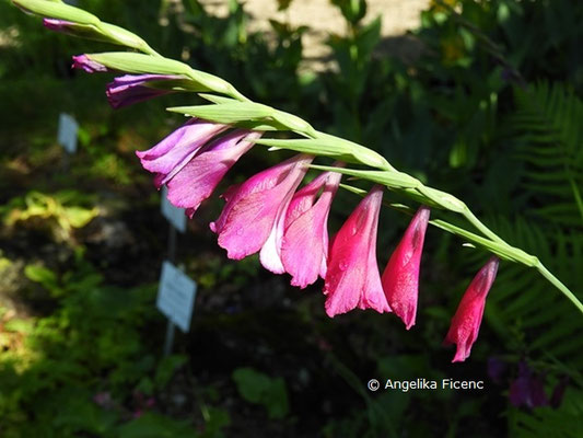 Gladiolus imbricatus - Dachziegelartige Siegwurz  © Mag. Angelika Ficenc