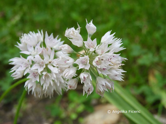   Allium siculum © Mag. Angelika Ficenc