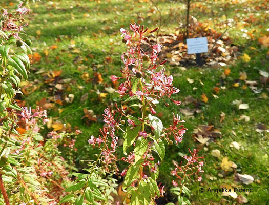 Lopezia racemosa - Mexikanische Lopezie  © Mag. Angelika Ficenc