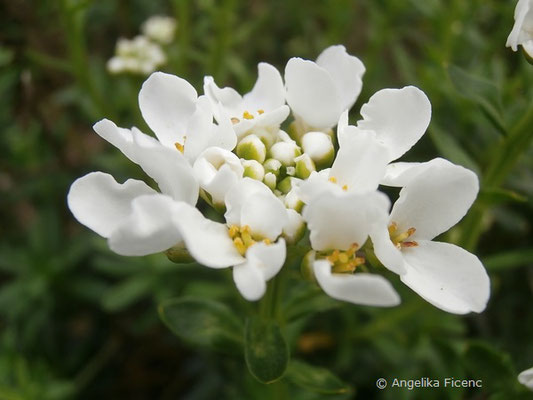 Iberis sempervirens - Schleifenblume  © Mag. Angelika Ficenc