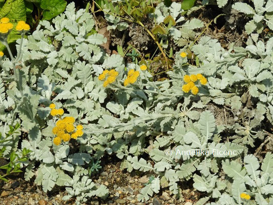 Tanacetum  haradjanii  © Mag. Angelika Ficenc