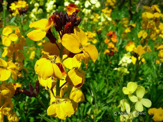 Erysimum „Bowless´s Mauve - Gartengoldlack  © Mag. Angelika Ficenc