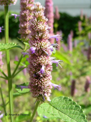 Agastache mexicana   © Mag. Angelika Ficenc