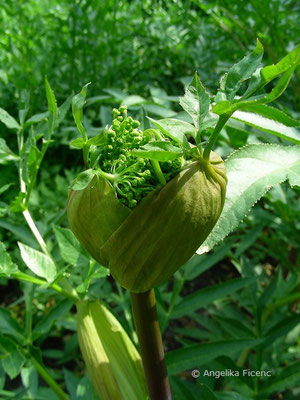 Angelica archanegelica - Echt Engelwurz     © Mag. Angelika Ficenc