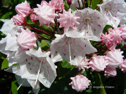 Kalmia latifolia - Amerikanischer Lorbeer  © Mag. Angelika Ficenc