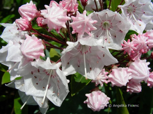 Kalmia latifolia - Amerikanischer Lorbeer  © Mag. Angelika Ficenc