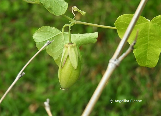 Passiflora gracilis  © Mag. Angelika Ficenc