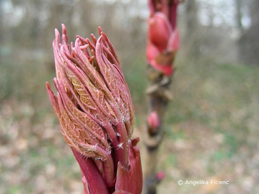 Paeonia x suffruticosa "Duchesse de Morny"   © Mag. Angelika Ficenc