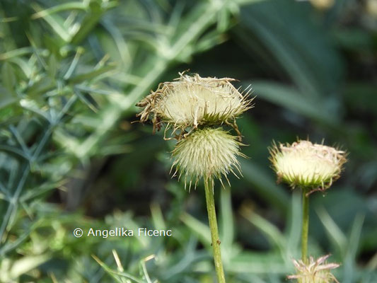 Jurinea cretaceae  © Mag. Angelika Ficenc