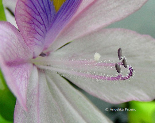 Eichhornia crassipes - Wasserhyazinthe  © Mag. Angelika Ficenc