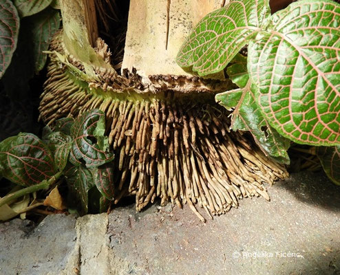 Dendrocalamus giganteus, Riesenbambus  © Mag. Angelika Ficenc