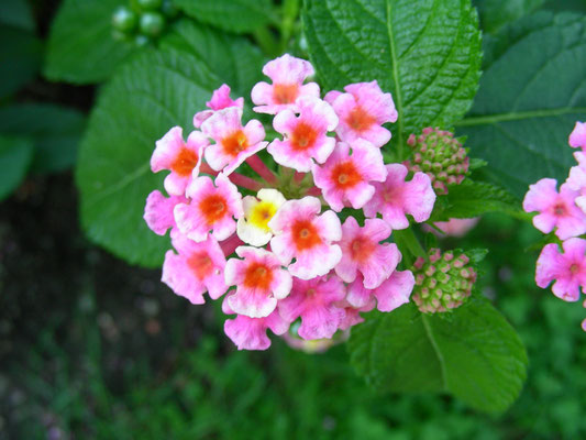 Lantana camera - Wandelröschen, Blütenstand  © Mag. Angelika Ficenc