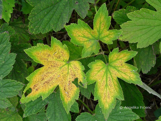 Anemone hupehensis, Laubblätter Herbst,   © Mag. Angelika Ficenc