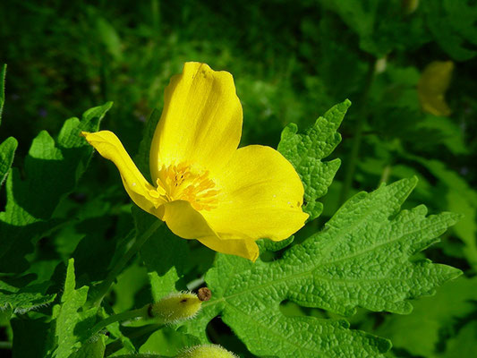 Stylophorum sutchuenense - Schöllkrautmohn, Blüte  © Mag. Angelika Ficenc