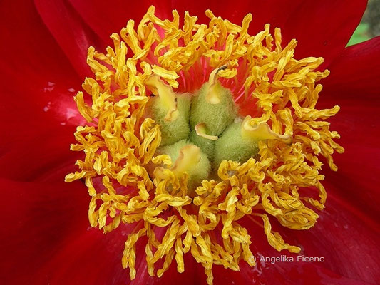 Paeonia delavayi - Delavay Pfingstrose,   © Mag. Angelika Ficenc